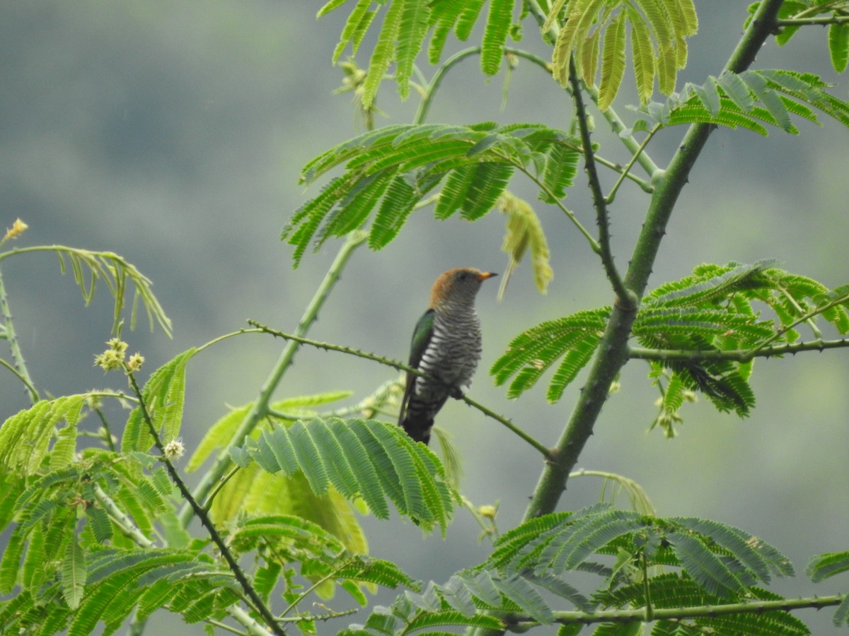 Asian Emerald Cuckoo - Wenyi Zhou