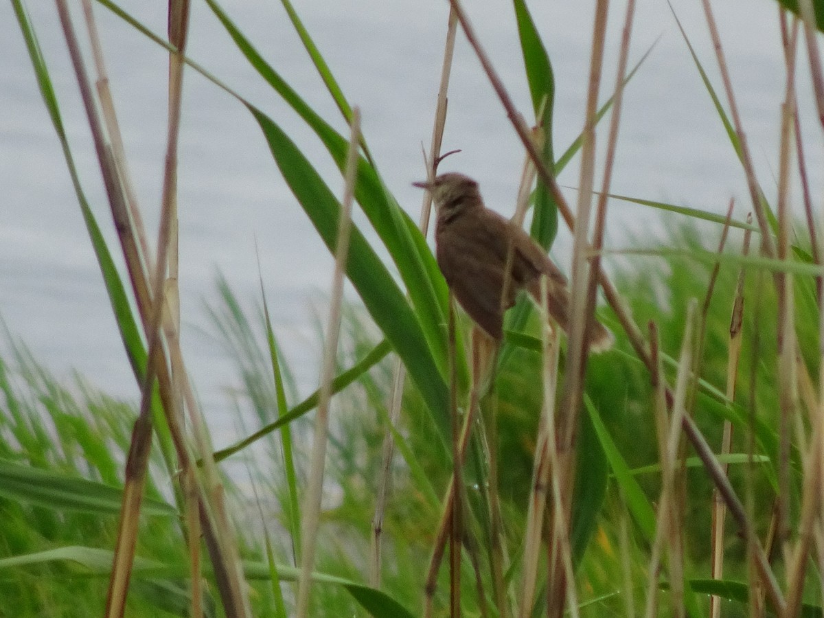 Oriental Reed Warbler - Merganser Man
