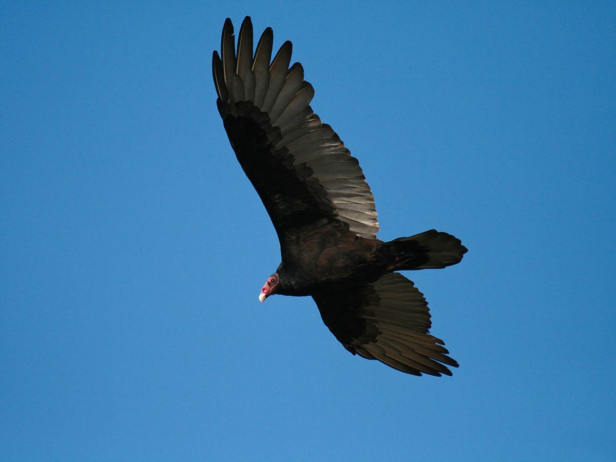 Turkey Vulture - Greg Gillson