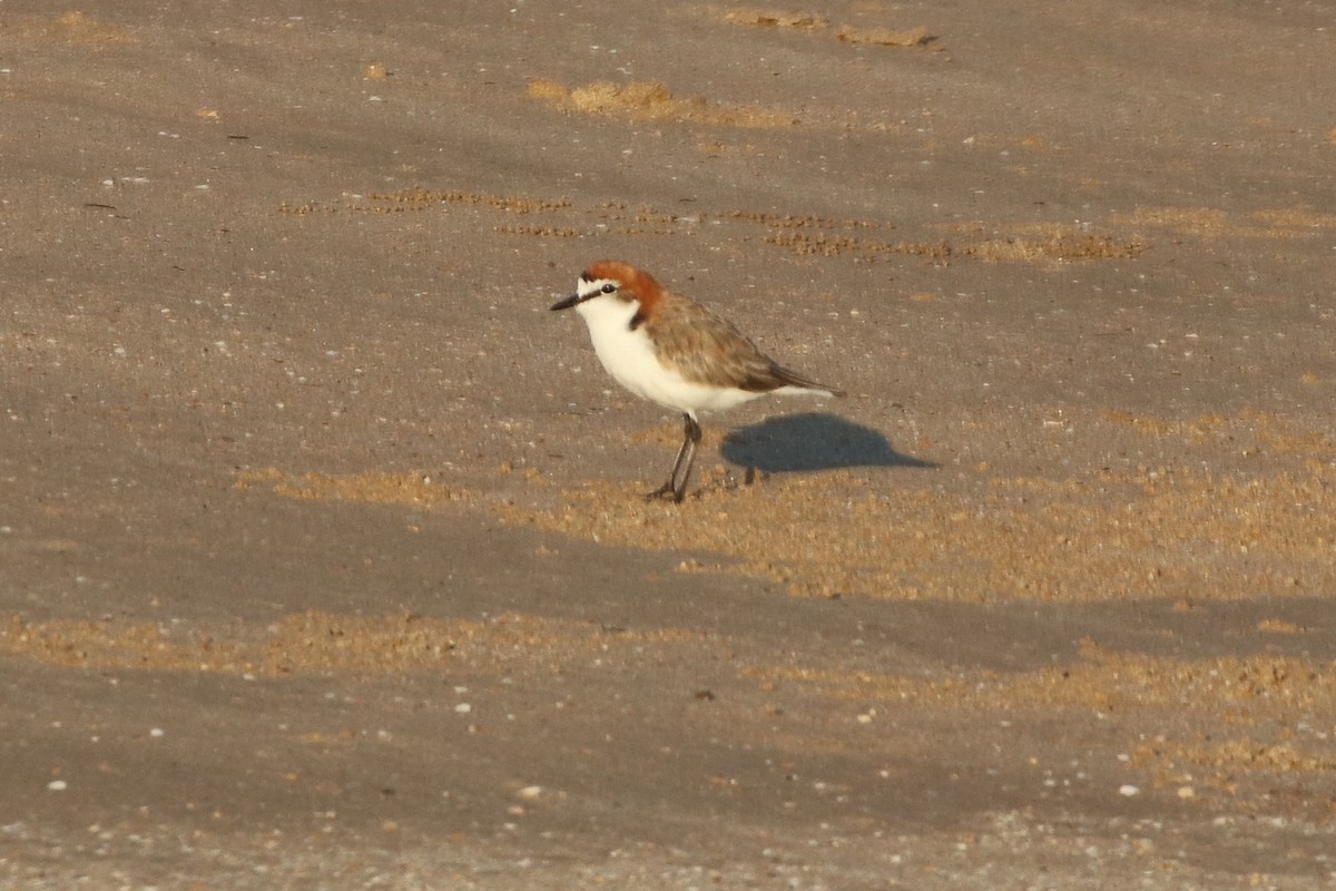 Red-capped Plover - ML352791491