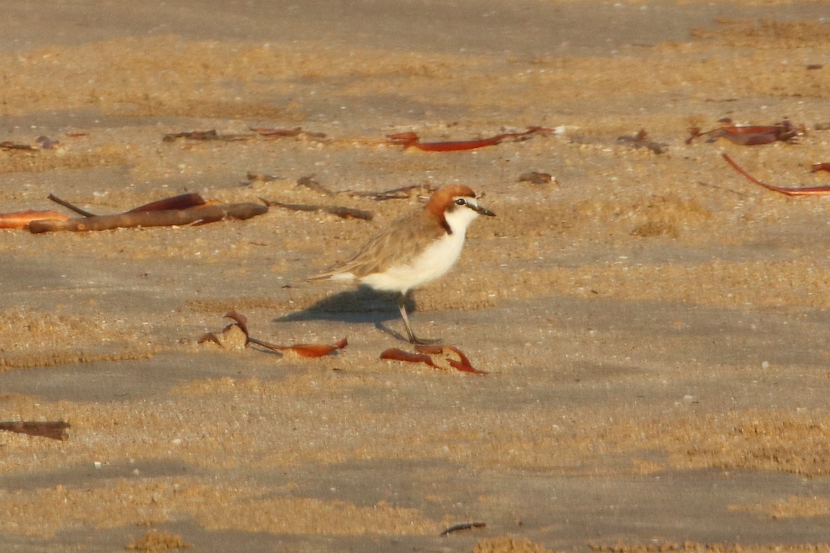 Red-capped Plover - ML352791501