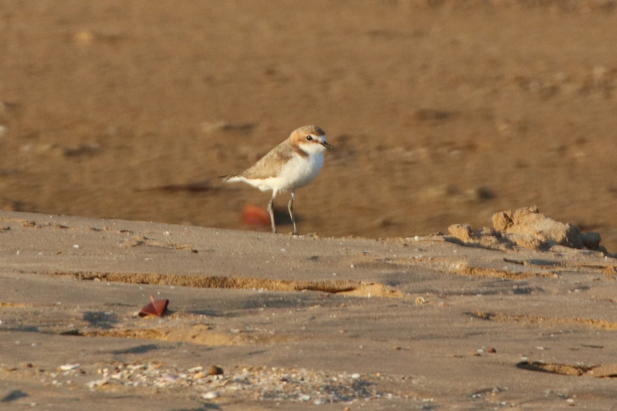 Red-capped Plover - ML352791511