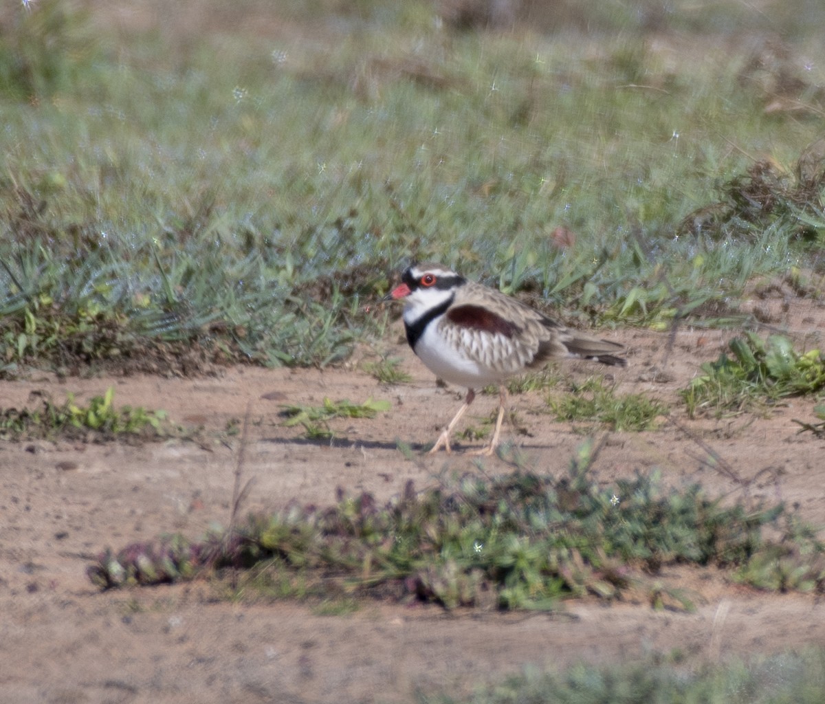 Black-fronted Dotterel - Campbell Paine
