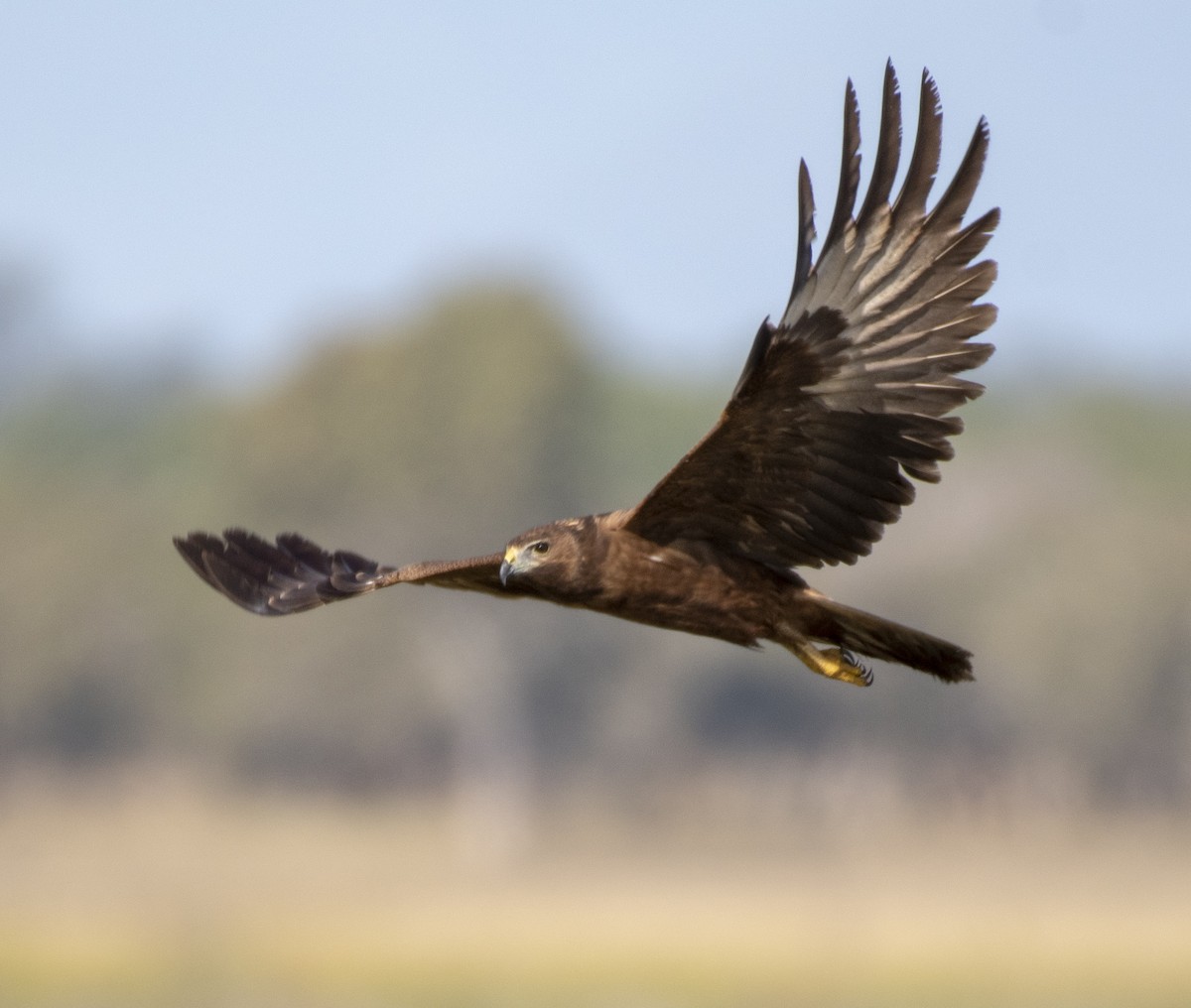 Swamp Harrier - Campbell Paine