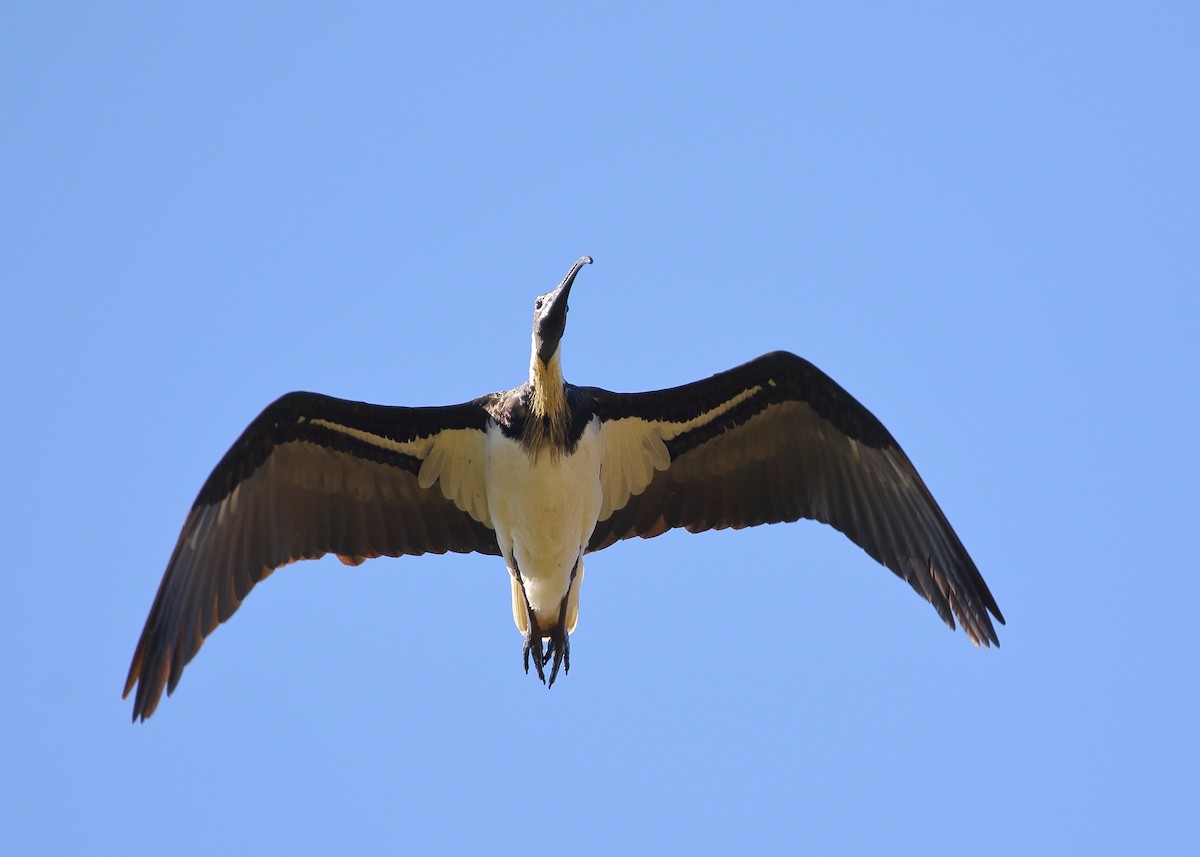 ibis slámokrký - ML352796321