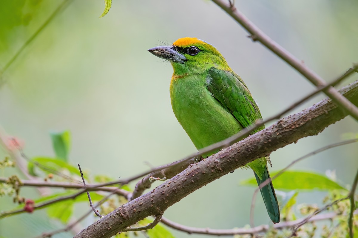 Flame-fronted Barbet - ML352797691