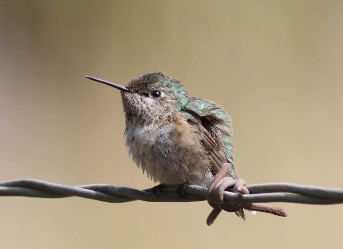Calliope Hummingbird - Dan Maxwell
