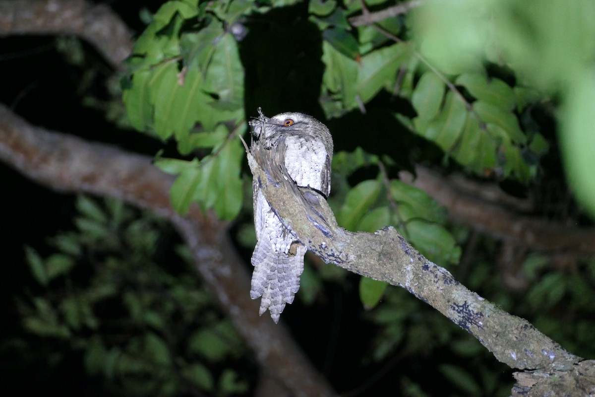 Marbled Frogmouth - ML352803901