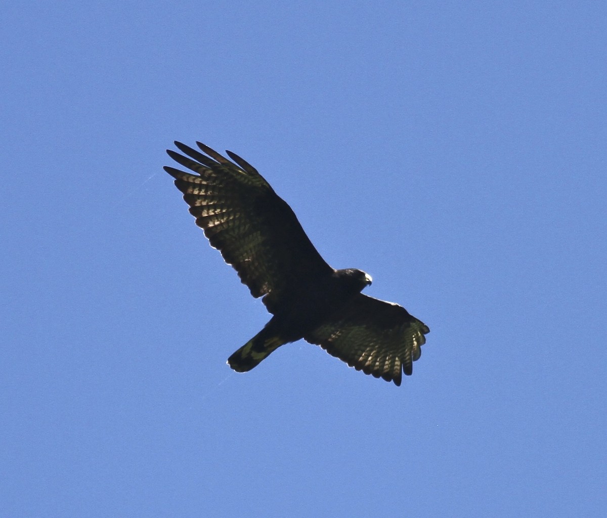 Zone-tailed Hawk - Dan Maxwell
