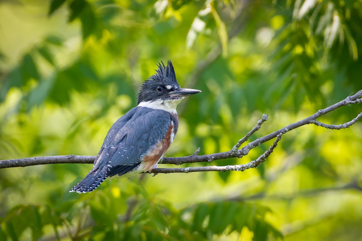 Belted Kingfisher - Andrew Standfield