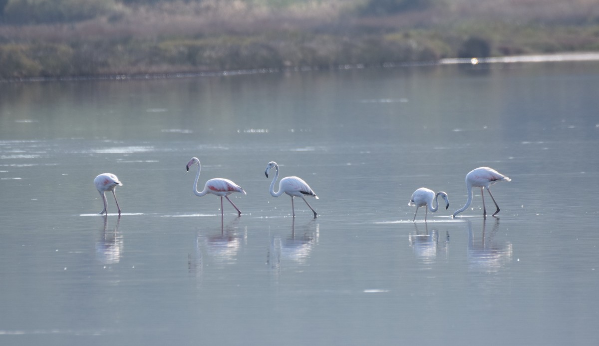 Greater Flamingo - Dimitris Dimopoulos