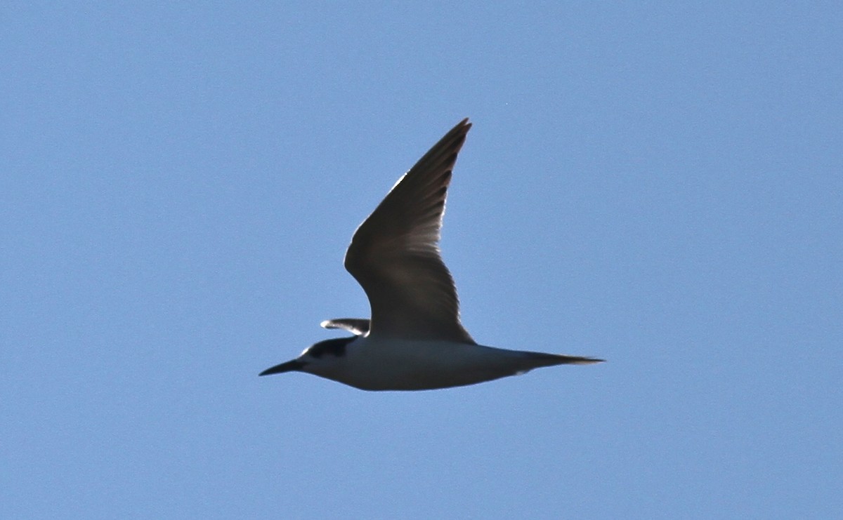 Common Tern - ML35280931