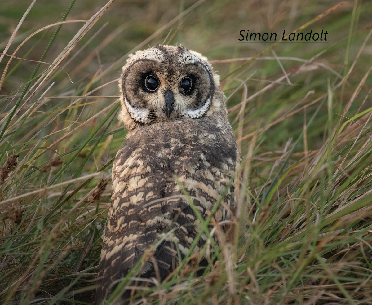 Marsh Owl - ML352812651