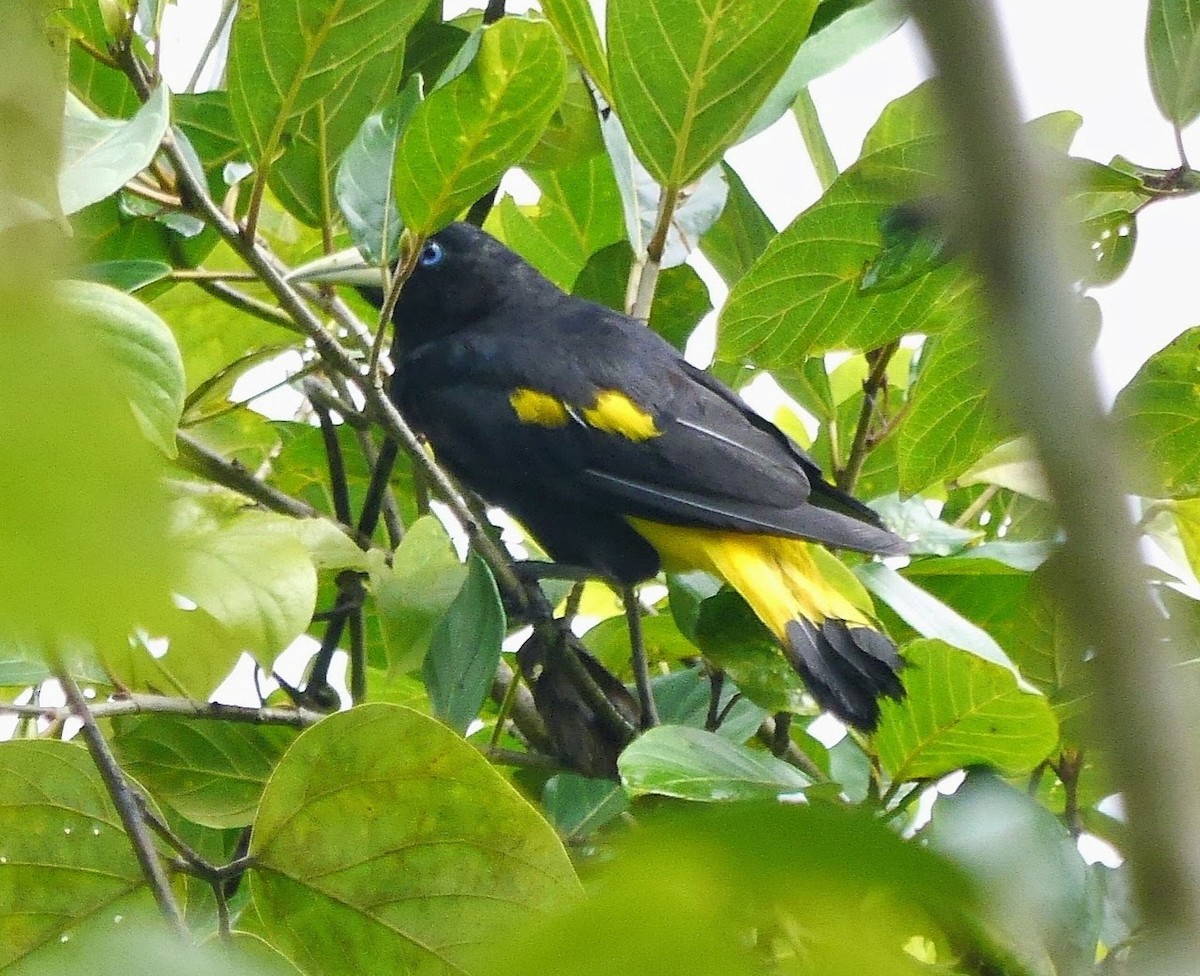 Yellow-rumped Cacique - ML352812941