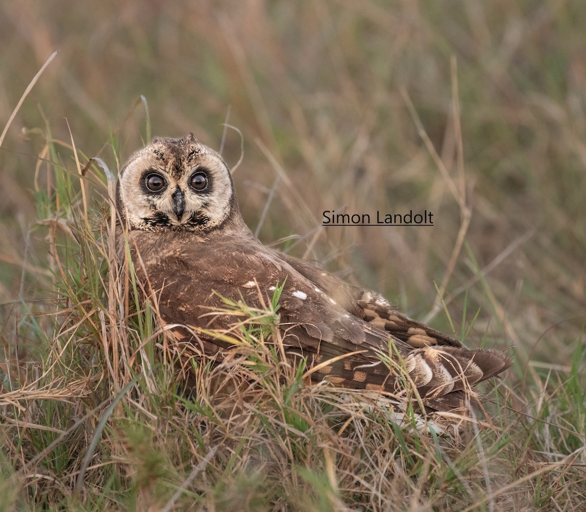 Marsh Owl - ML352813191