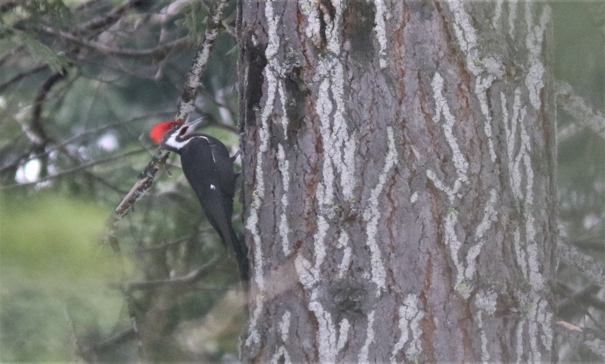 Pileated Woodpecker - ML352814811