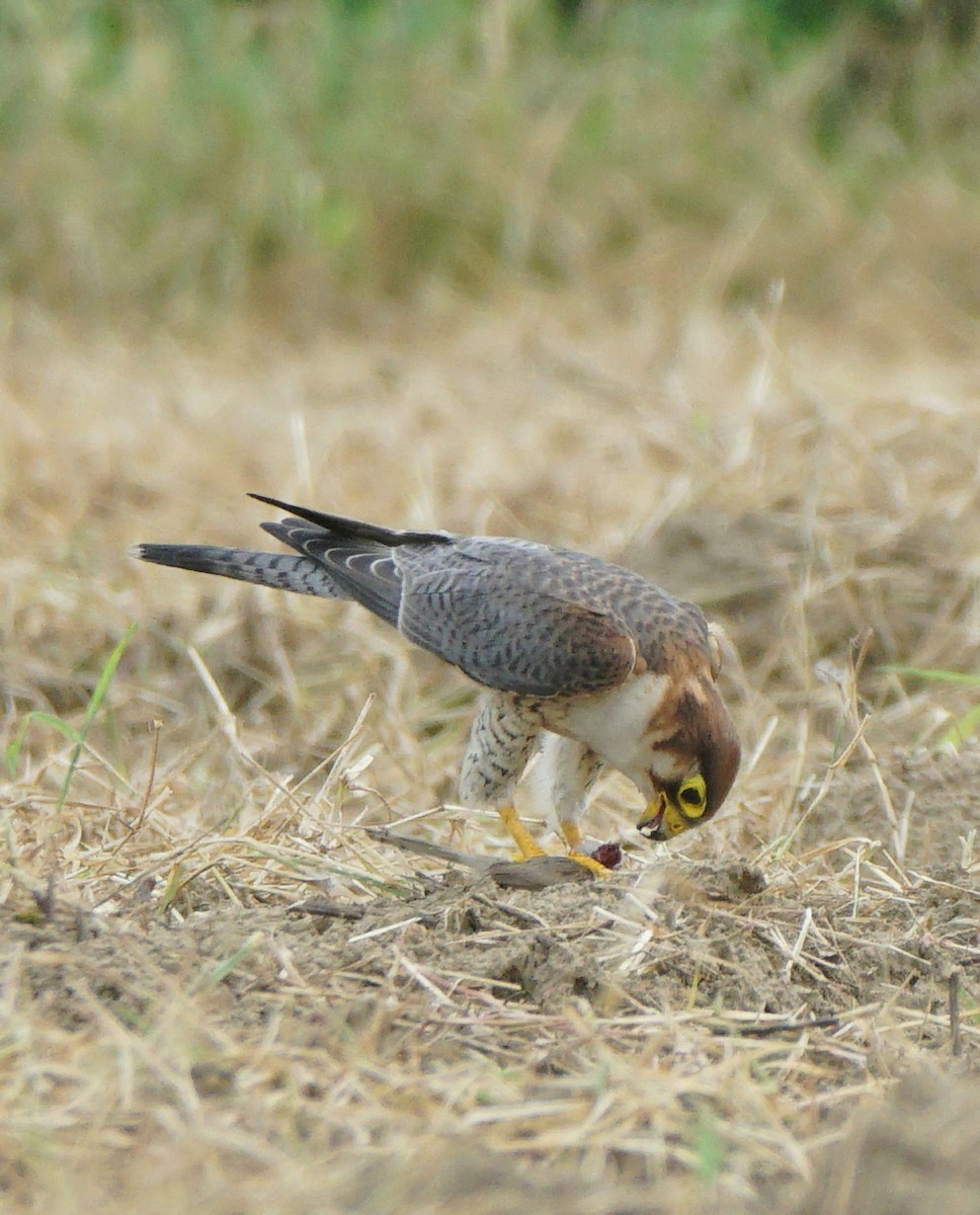 Red-necked Falcon - Avijit Koner