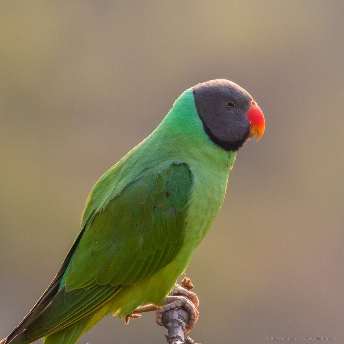 Slaty-headed Parakeet - ML352828751