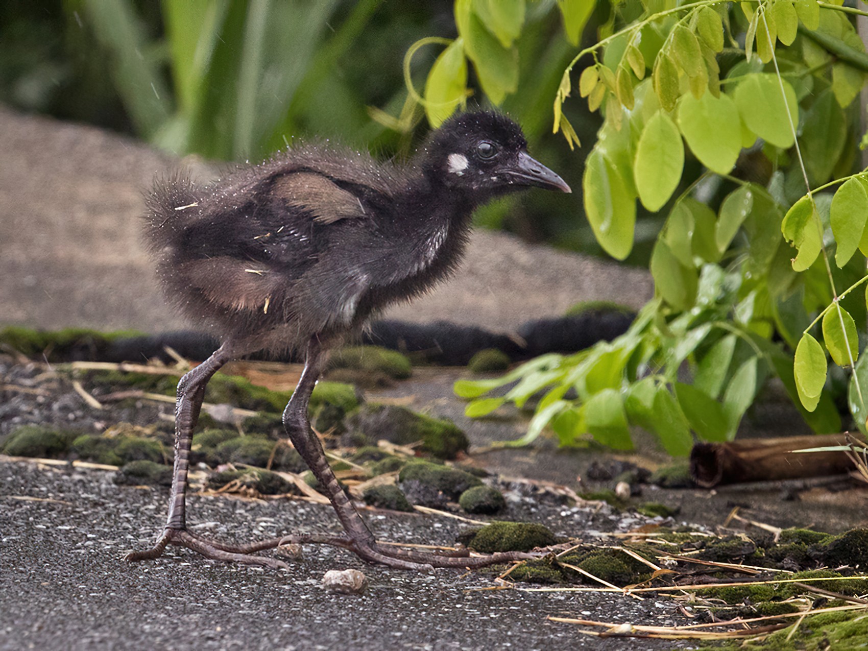 White-breasted Waterhen - Lars Petersson | My World of Bird Photography