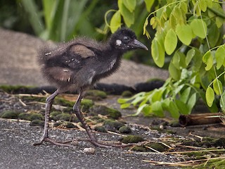  - White-breasted Waterhen