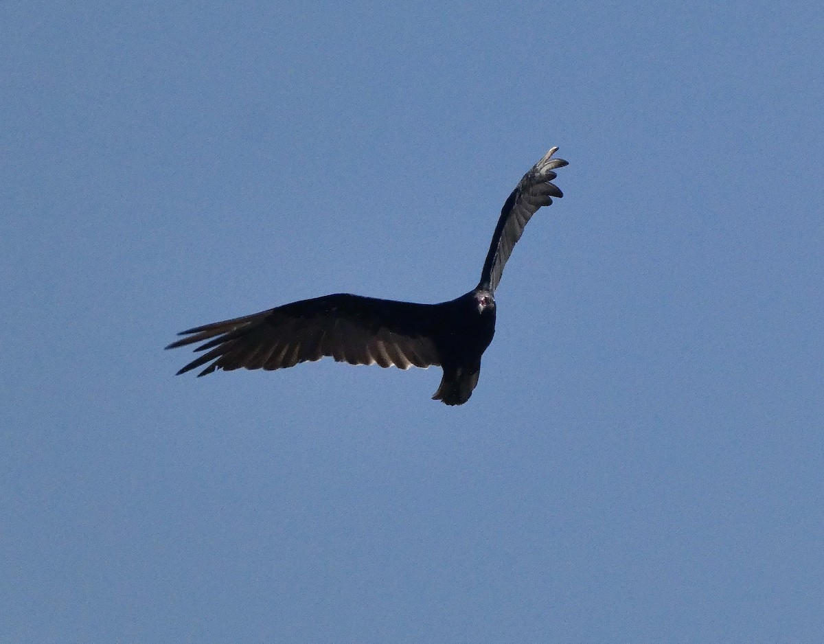 Turkey Vulture - ML352838401