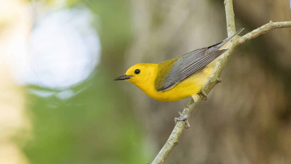 Prothonotary Warbler - ML352843691