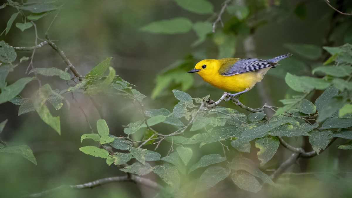 Prothonotary Warbler - ML352843701