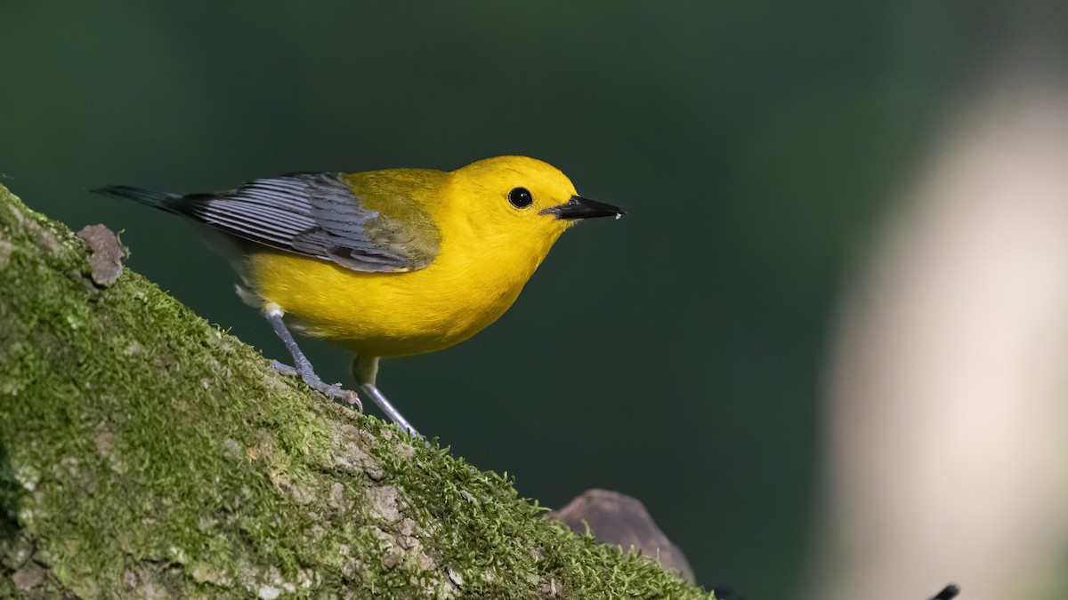 Prothonotary Warbler - ML352843711