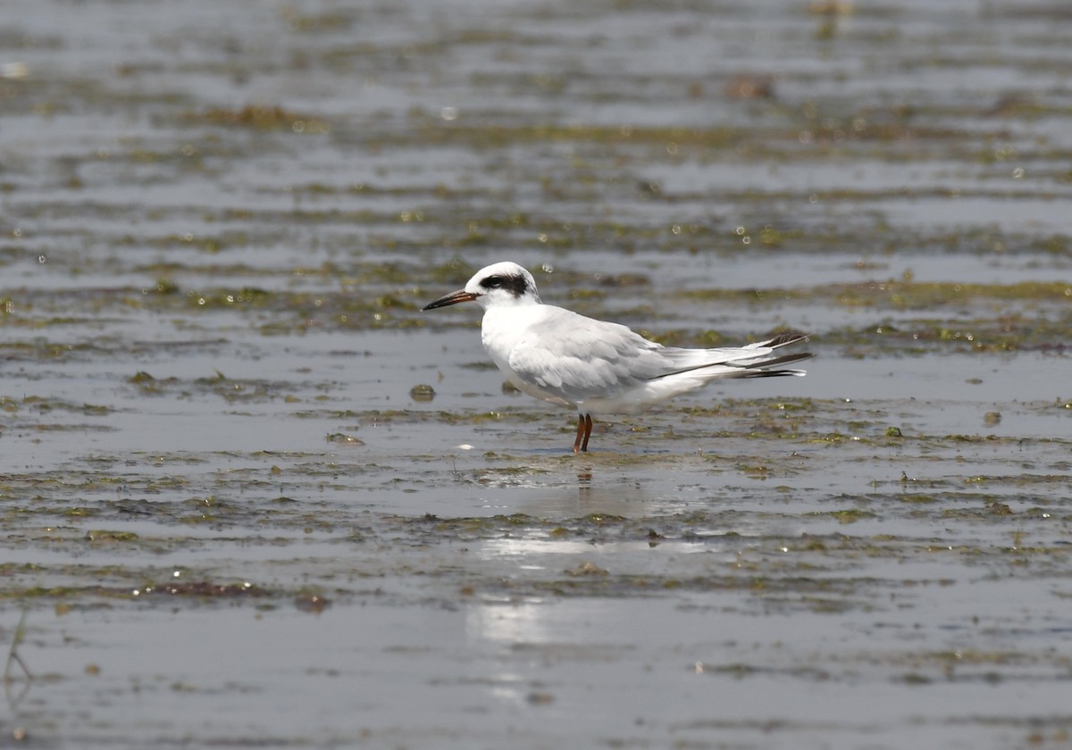 Forster's Tern - Sue Palmer