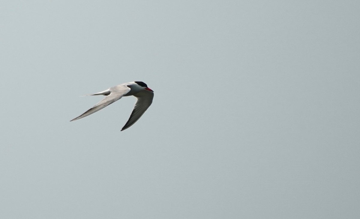 Common Tern - ML352856981
