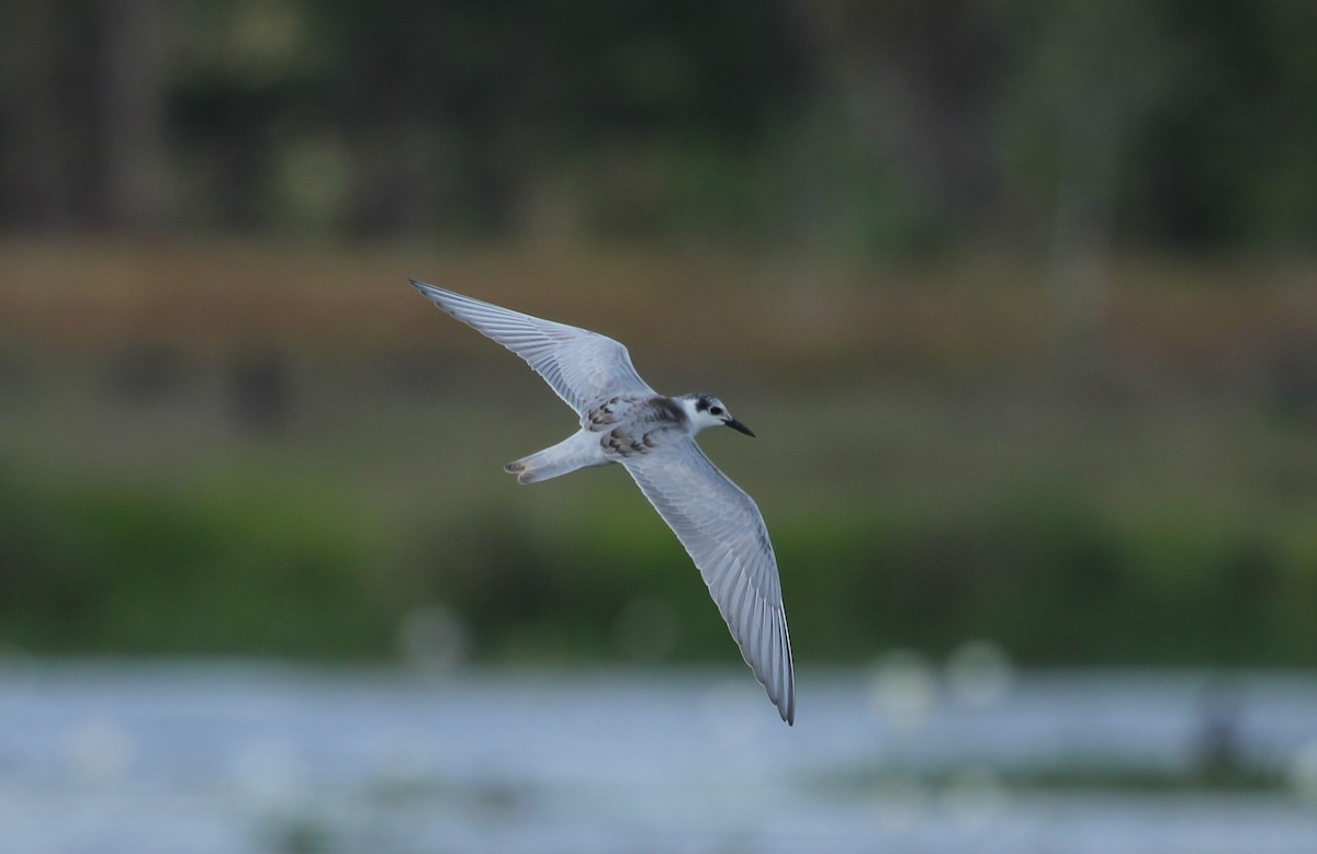 White-winged Tern - Benjamin Harms