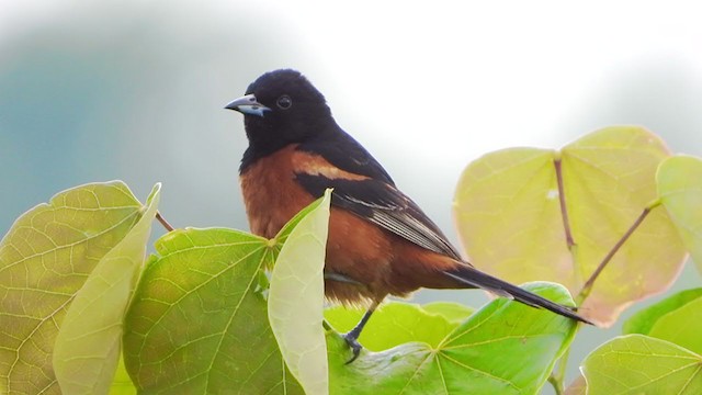 Orchard Oriole - ML352865661