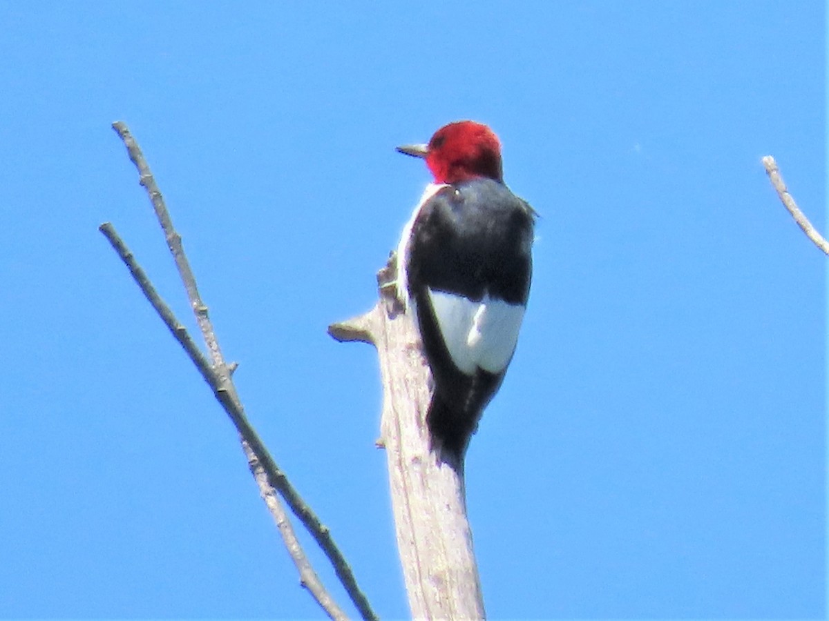 Red-headed Woodpecker - ML352869621