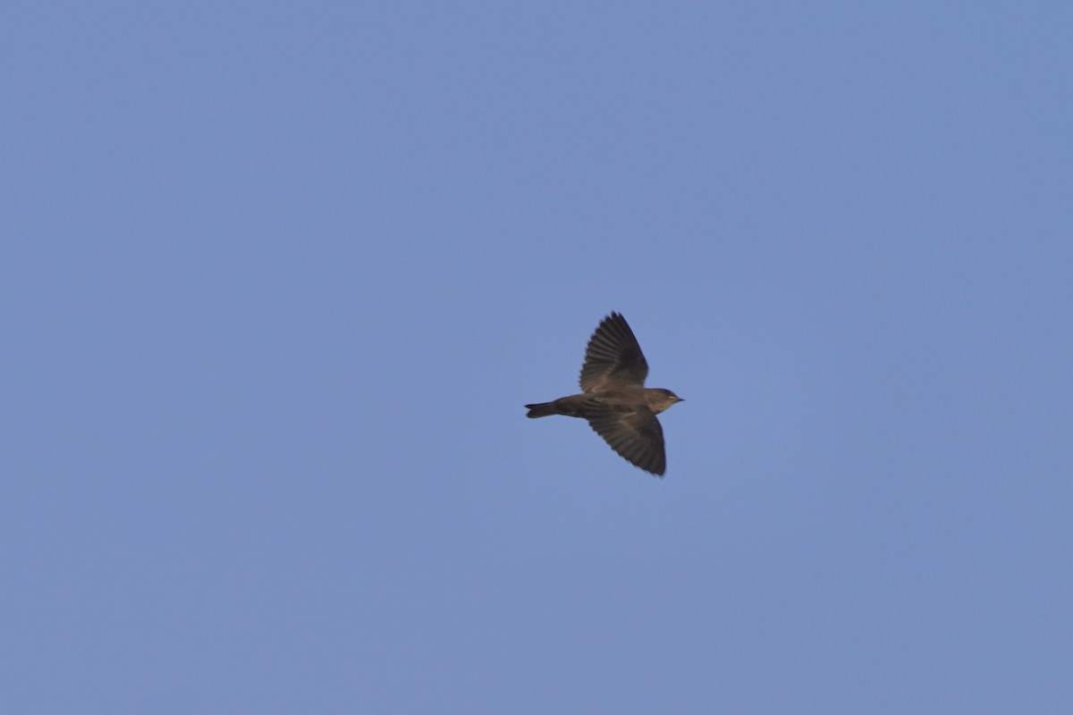 Northern Rough-winged Swallow - ML352869871