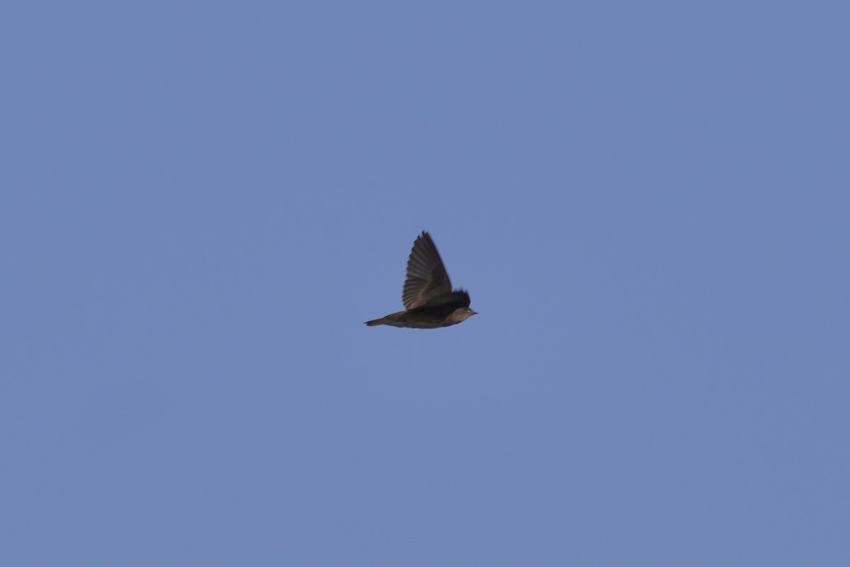 Northern Rough-winged Swallow - ML352869881