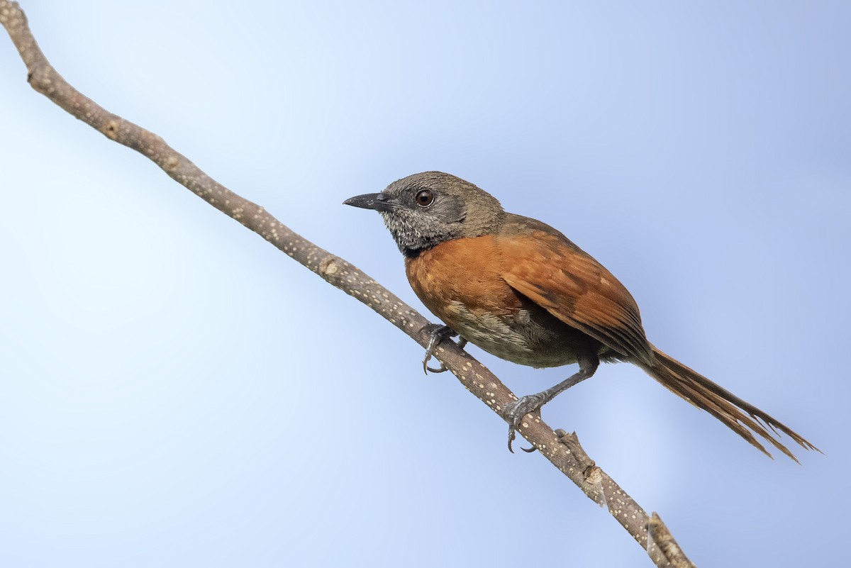 Rufous-breasted Spinetail - ML352876631