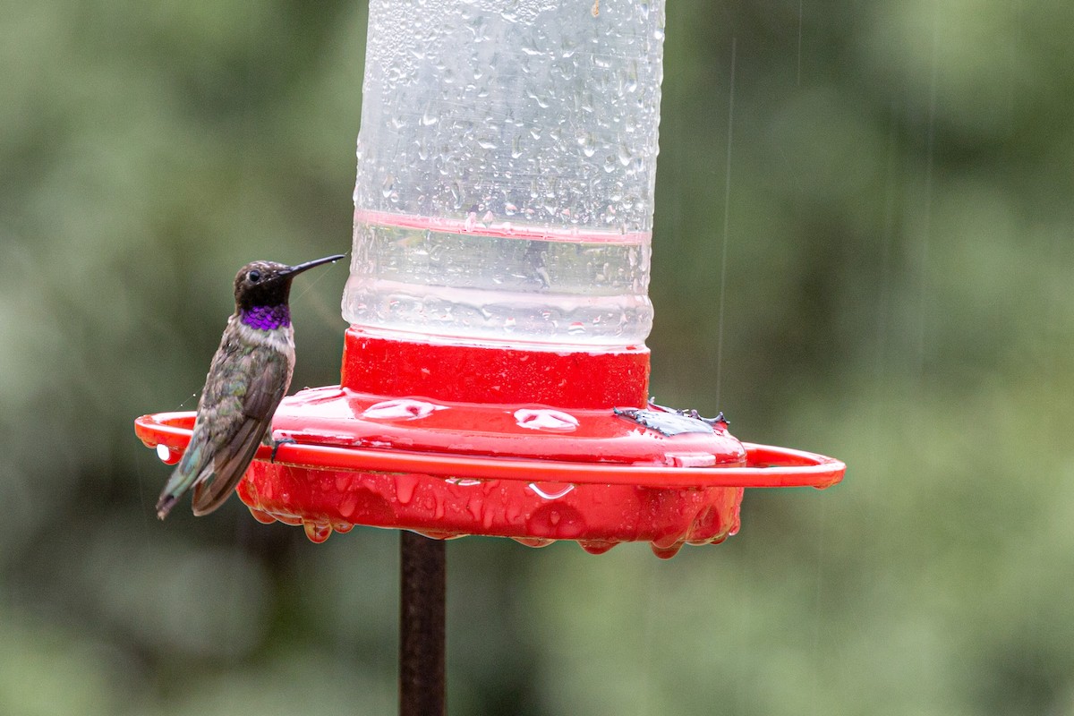 Black-chinned Hummingbird - Harvey Laas