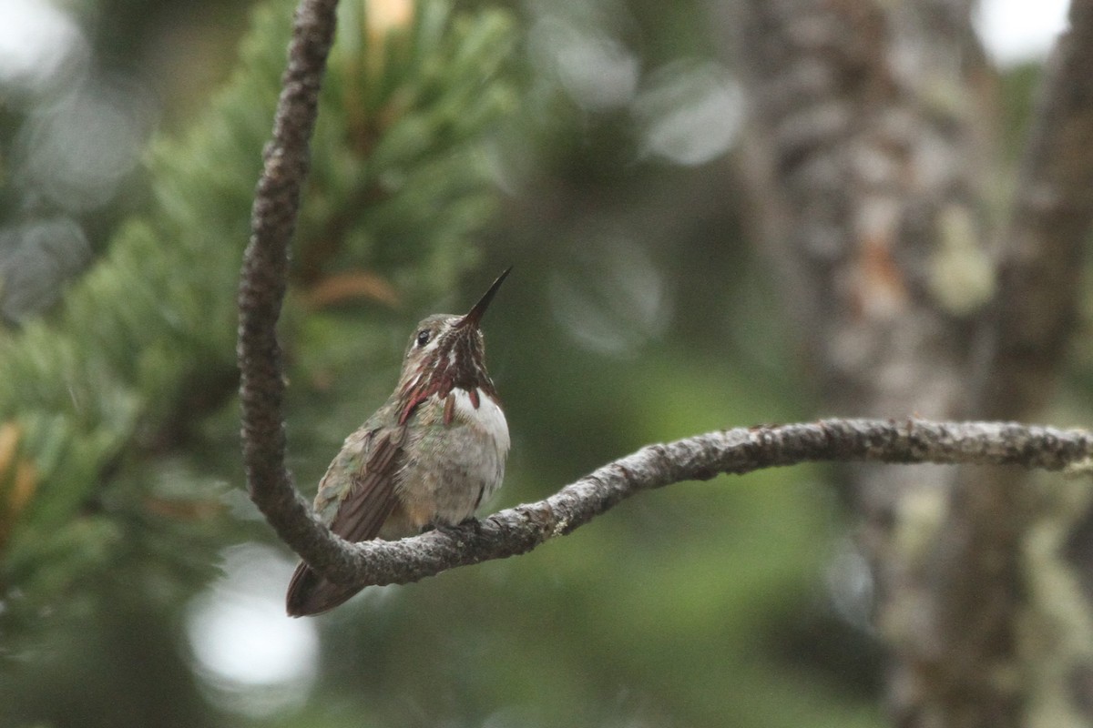 Calliope Hummingbird - David Bailey