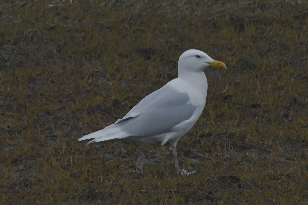 Glaucous Gull - Ted Zobeck