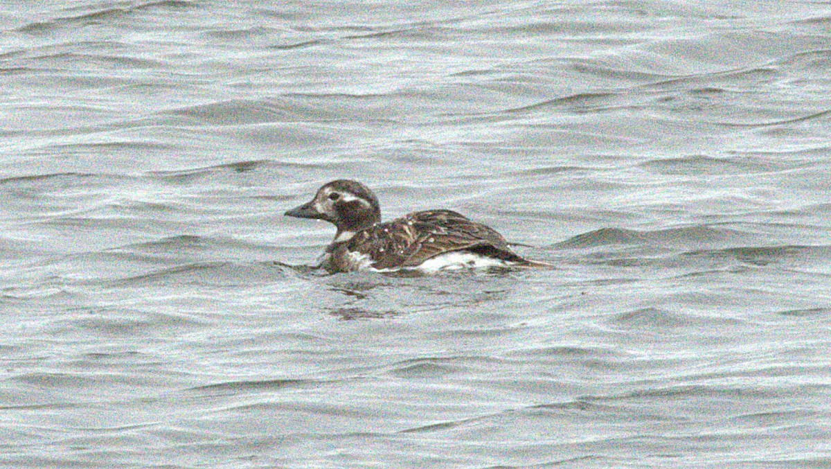 Long-tailed Duck - Ted Zobeck