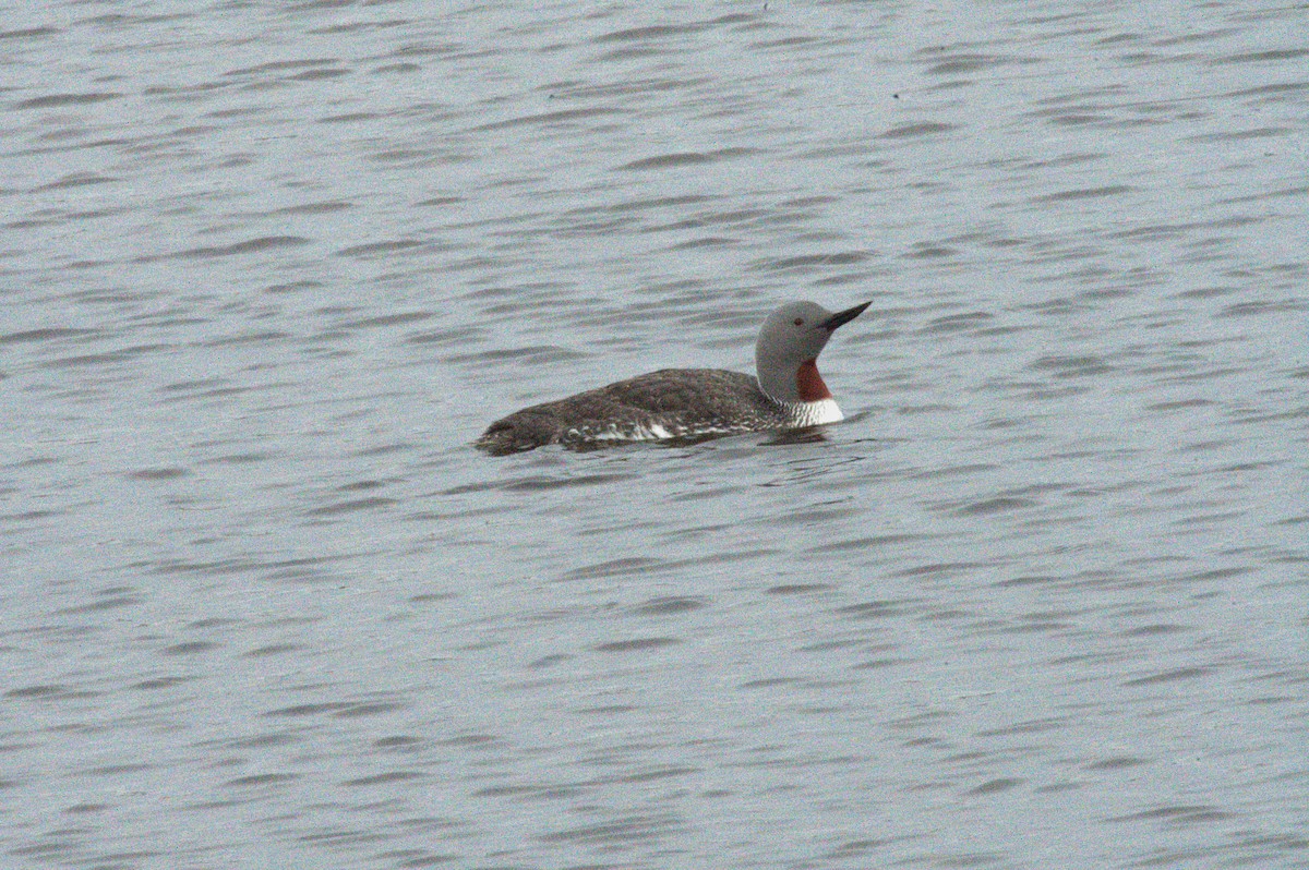 Red-throated Loon - ML352890831