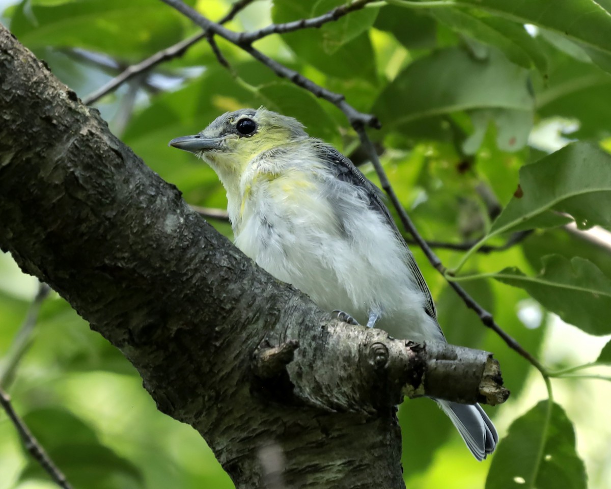 Yellow-throated Vireo - Krista Sessions
