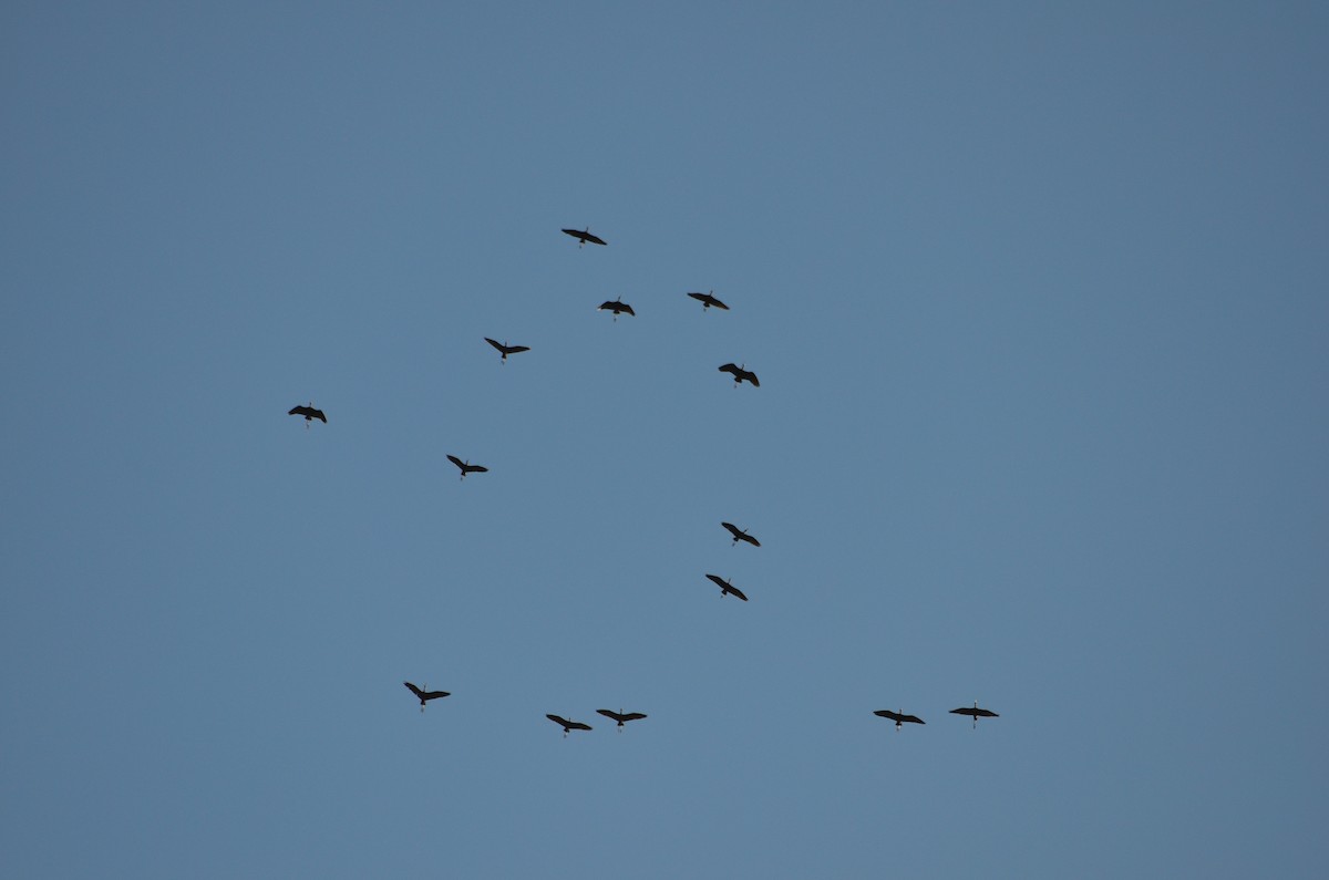 ibis hnědý - ML352892351