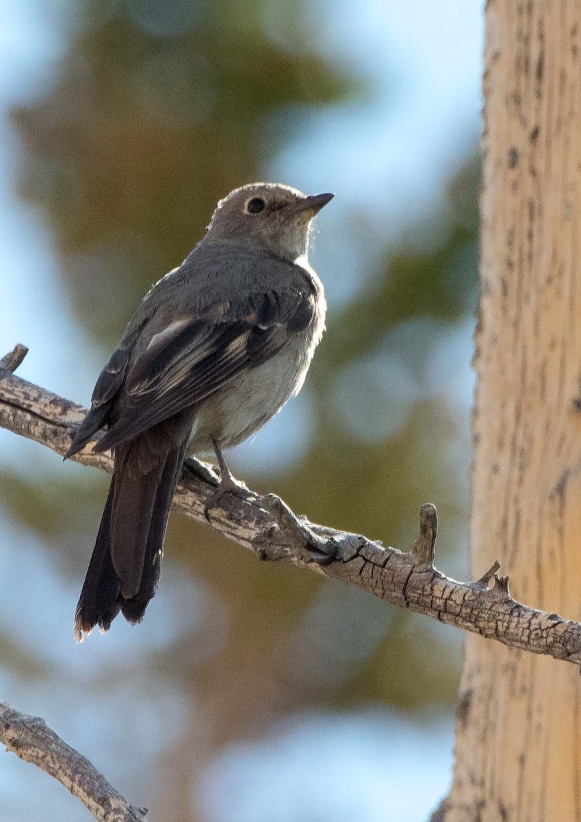 Townsend's Solitaire - ML352893771