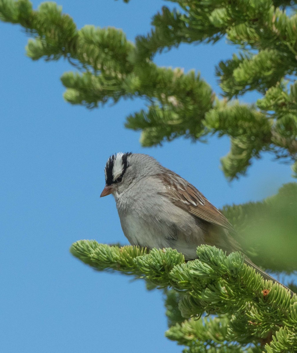 White-crowned Sparrow (oriantha) - ML352893931