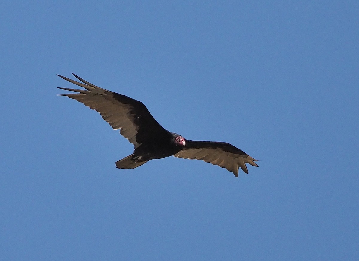 Turkey Vulture - ML352897421