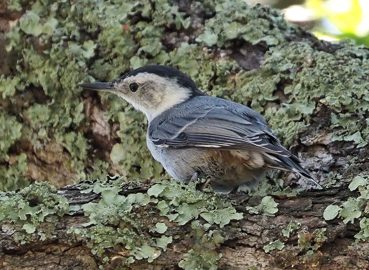 White-breasted Nuthatch (Pacific) - ML352897741