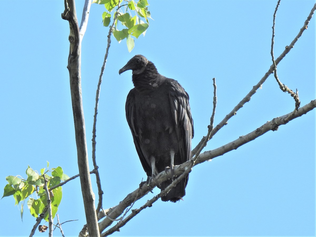 Black Vulture - ML352897751