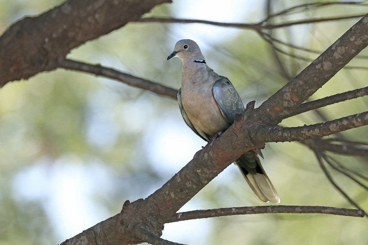Eurasian Collared-Dove - ML352910361