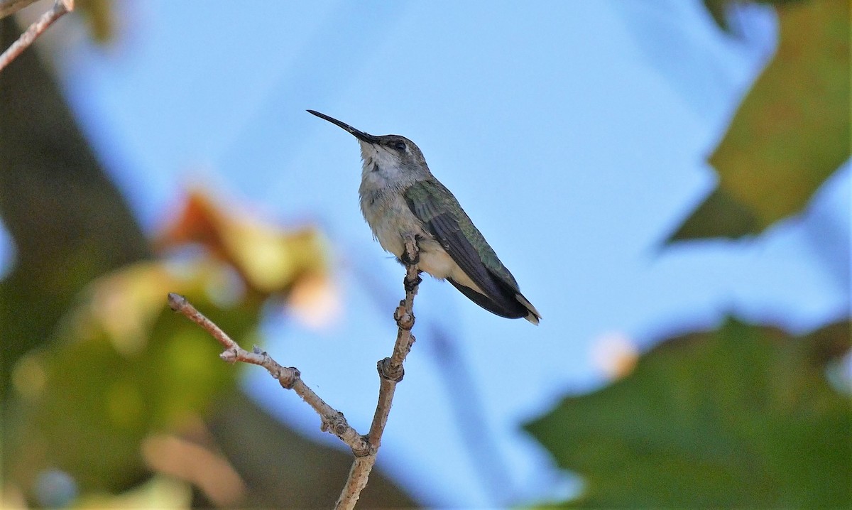 Costa's Hummingbird - Angela Kenny